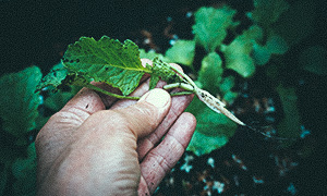 Chilipeber 'Sweet Banana' Udtyndet radise
